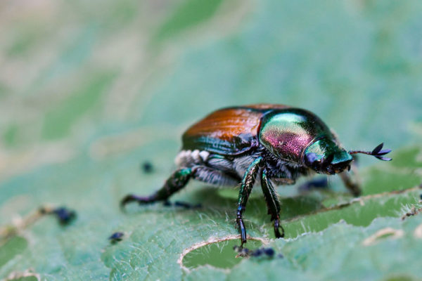 Grape Pests and Diseases: How to Beat, Treat and Avoid Them