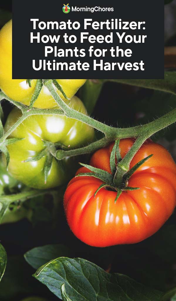 Tomato Fertilizer: How to Feed Your Plants for the Ultimate Harvest