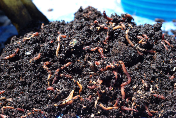 The Ultimate Guide to DIY Worm Composting for Beginners