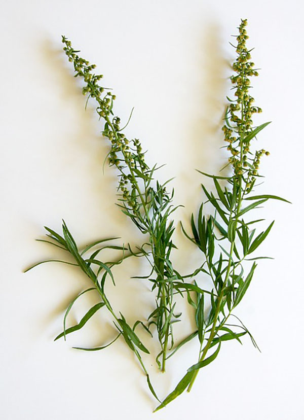 Growing Tarragon: The Complete Guide to Plant, Grow, & Harvest Tarragon
