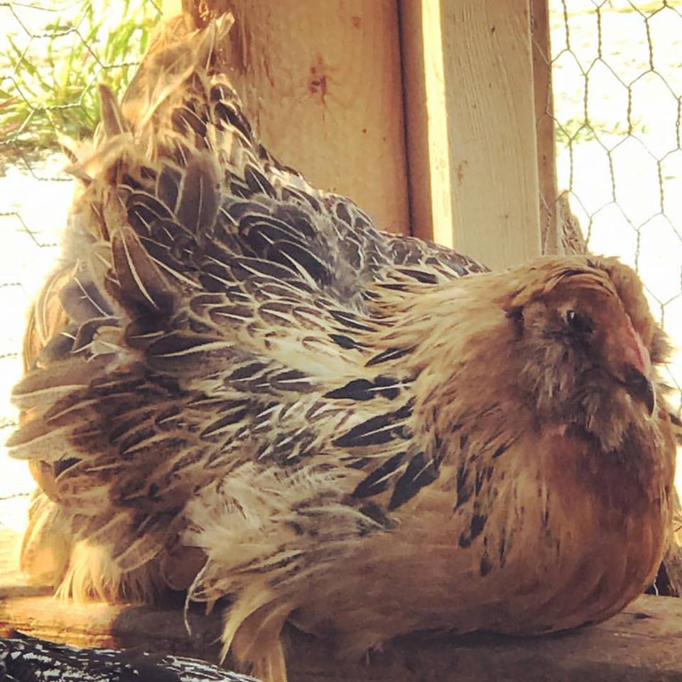 How to Identify and Treat an Egg Bound Chicken