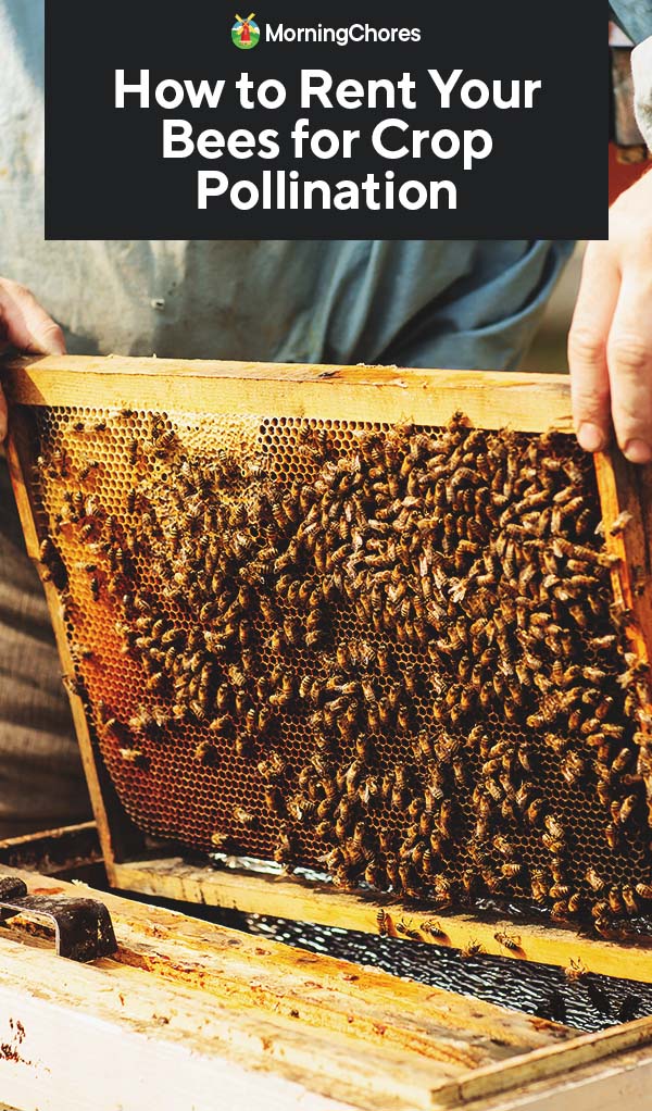 Pollinating Service How to Rent Your Bees for Crop Pollination