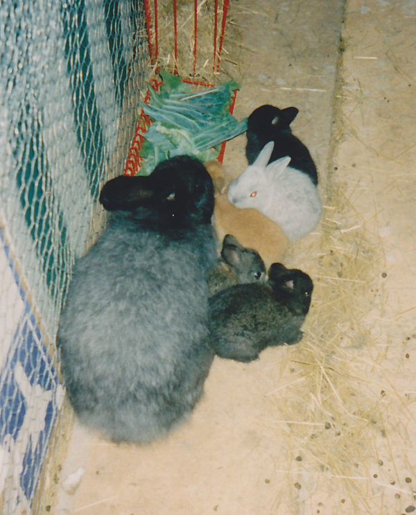 A Complete Guide to Breeding Rabbits for Beginners