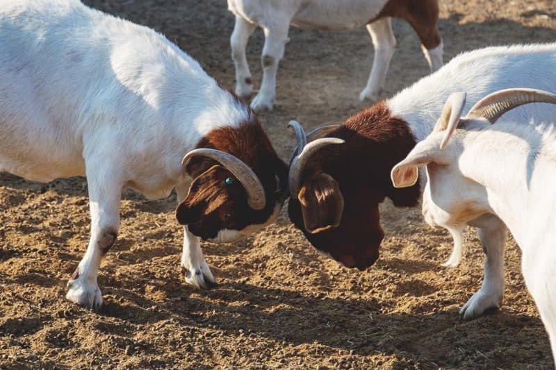Understanding Goat Behavior and the Dynamics of a Goat Herd