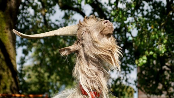 How to Handle the Odd Behavior of a Goat Buck in Rut
