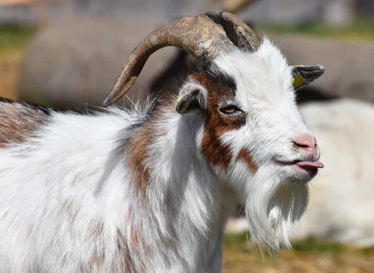 Ruff Goat How to Handle the Odd Behavior of a Goat Buck in Rut