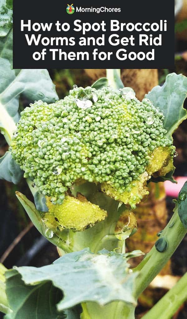 How to Spot Broccoli Worms and Get Rid of Them for Good