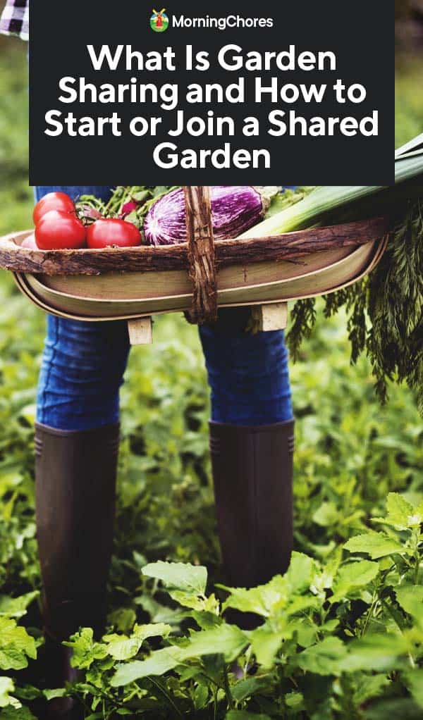 What Is Garden Sharing and How to Start or Join a Shared Garden