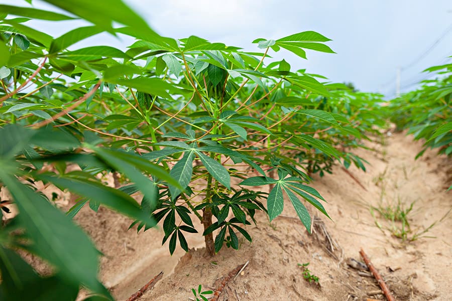 Growing Cassava: Planting Guide, Care, Problems and Harvest