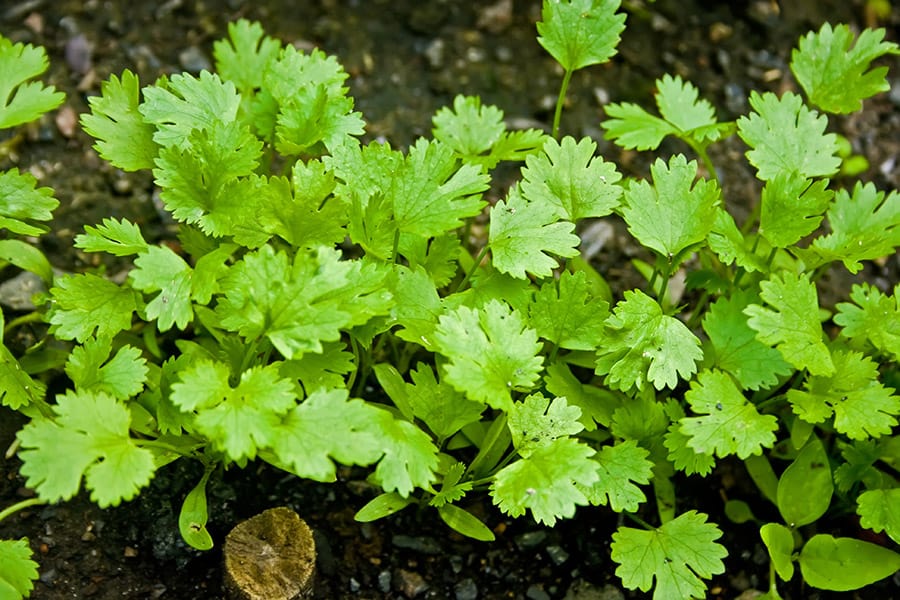 Growing Cilantro: A Complete Guide on How to Plant, Grow, & Harvest ...