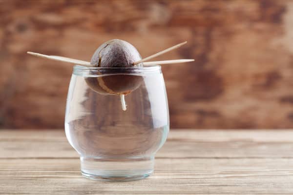 Toothpick Method Avocado Growing Avocado Tree: Varieties, Planting Guide, Care, Problems, and ...
