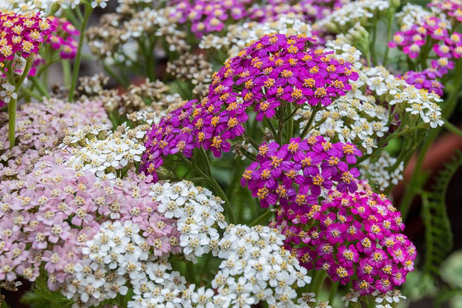 Yarrow: Best Varieties, Growing Guide, Care, Problems, and Harvest