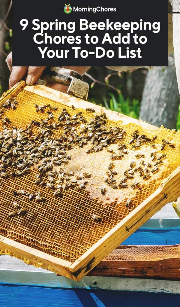 9 Spring Beekeeping Chores to Add to Your To-Do List