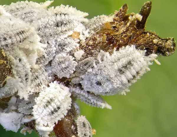 How to Spot and Get Rid of Scale on Your Garden Plants