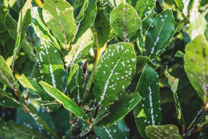 How to Spot and Get Rid of Scale on Your Garden Plants