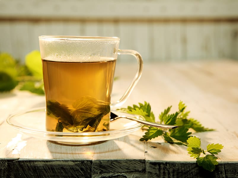 Nrlen Tea Growing Nettle: How to Plant, Care For and Harvest This Useful Herb