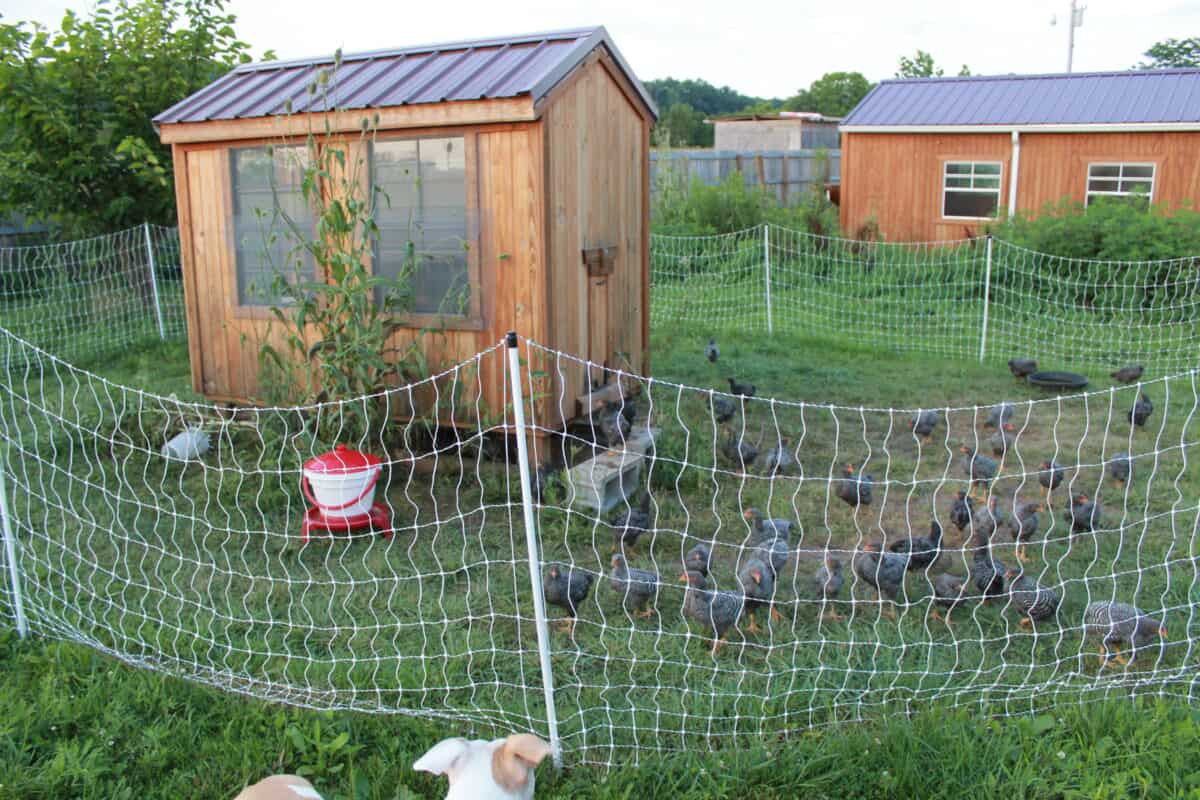 Foxes in the Henhouse? Here's How to Protect Your Chickens from Foxes