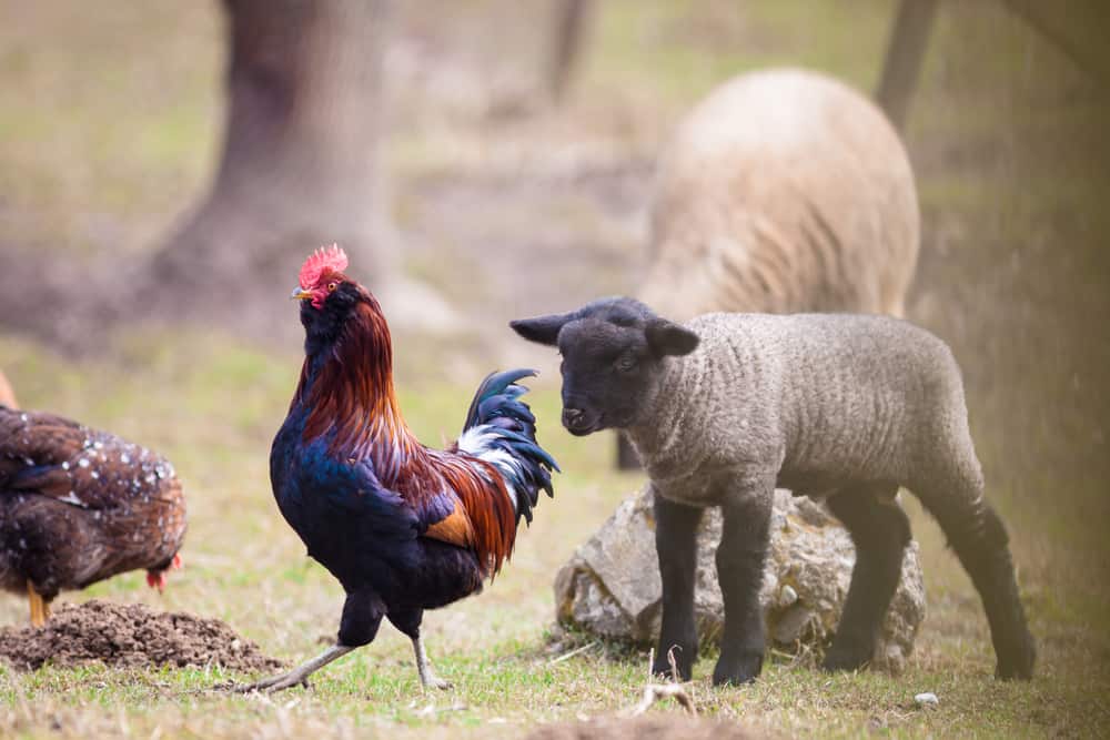 What to Consider When Raising Sheep and Chickens Together