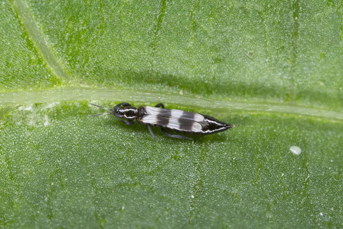 How to Deal With a Thrips Infestation in Your Garden