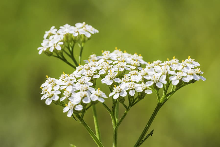 Yarrow Def The Many Uses of Yarrow: Why It's an Invaluable Plant for Your Garden