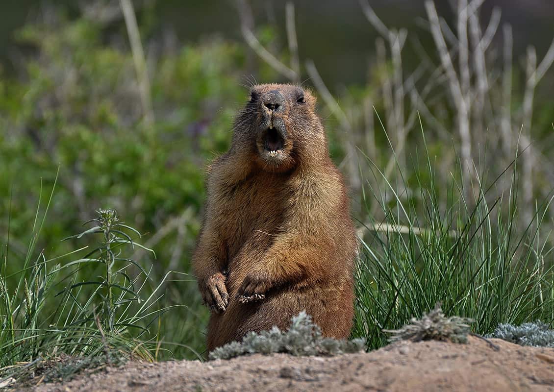 Groundhog Using Computer 8 Tips to Get Rid of Groundhogs and Protect Your Garden