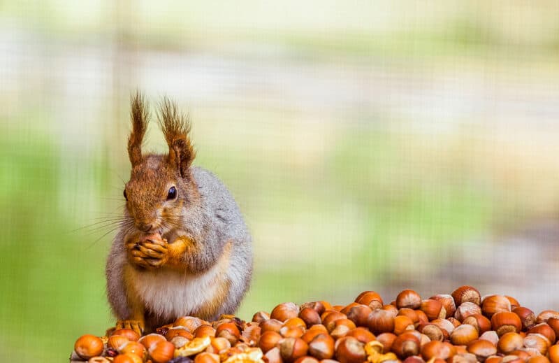 The Right Way to Feed Wildlife in the Winter