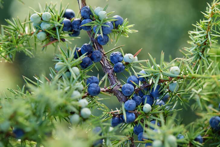21 Best Defensive Plants to Keep Your Home and Garden Safe