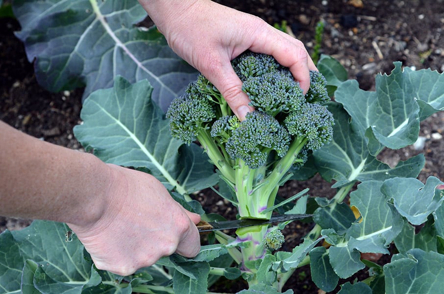11 Broccoli Plant Problems That Can Ruin Your Harvest