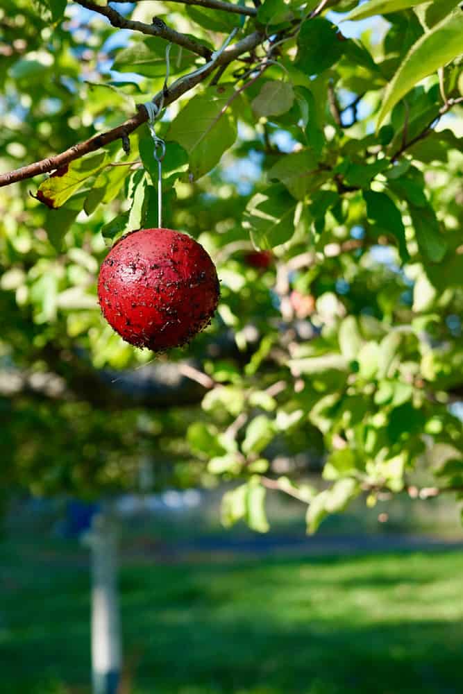 10 Natural Pest Traps To Use In An Organic Garden