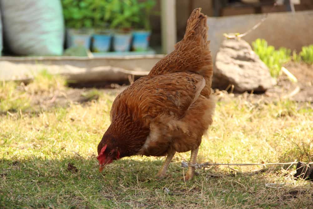 Chickens Eating Mice: Is It Dangerous and How Can You Limit Mouse Visits?