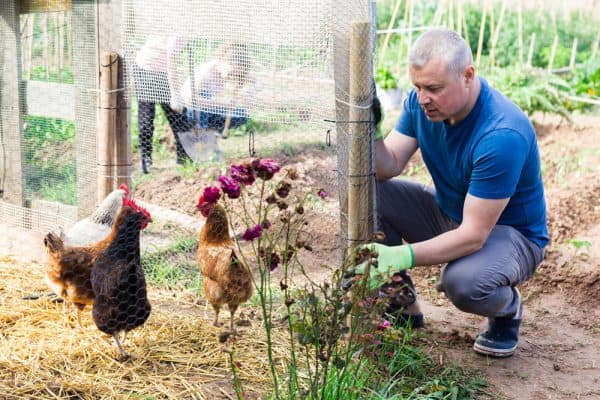 Chickens Eating Mice: Is It Dangerous and How Can You Limit Mouse Visits?