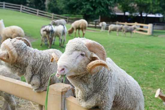7 Tips for Dealing with Aggressive Rams Safely