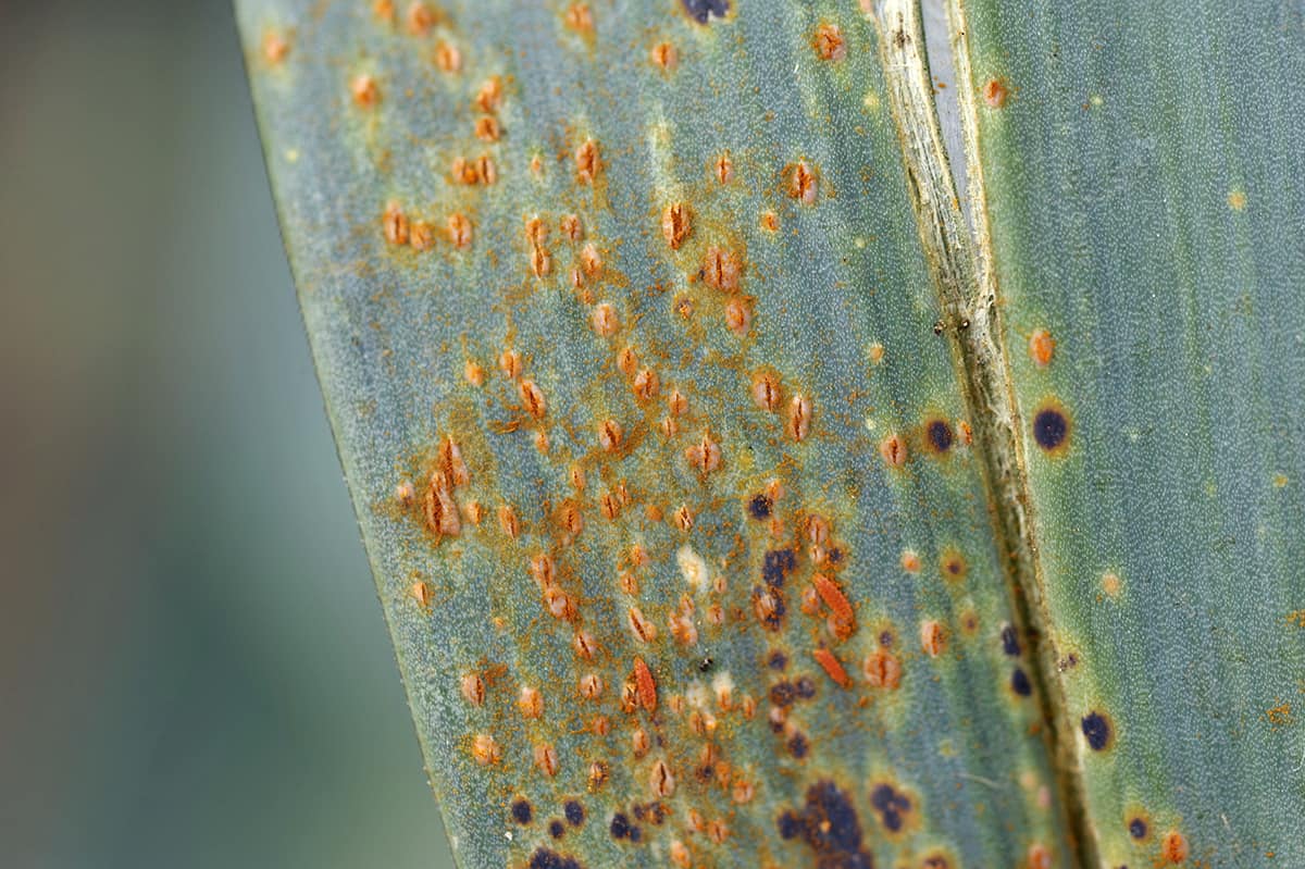 Onion Root Rust How to Identify and Treat Common Onion Pests and Diseases