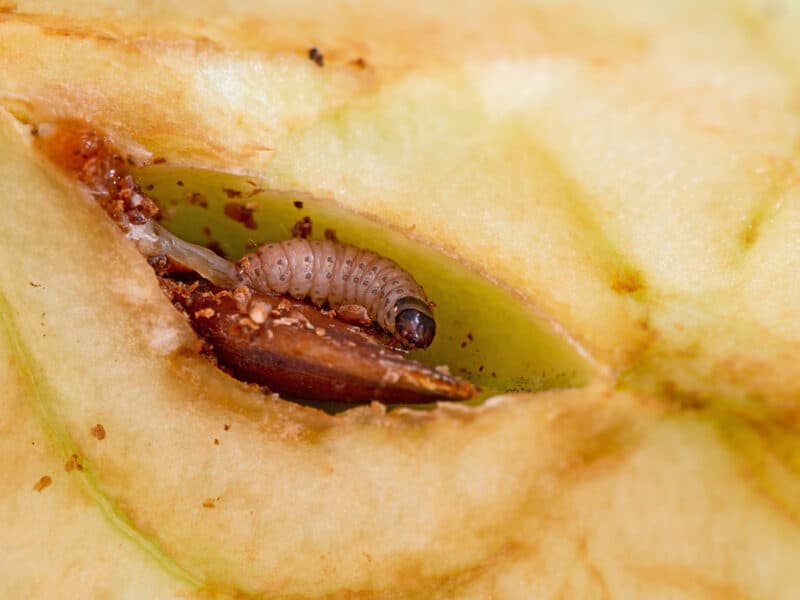 How to Prevent and Get Rid of Codling Moths in Your Garden