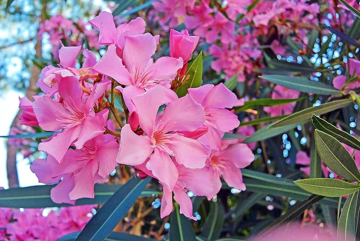 35+ Plants That Are Poisonous to Horses