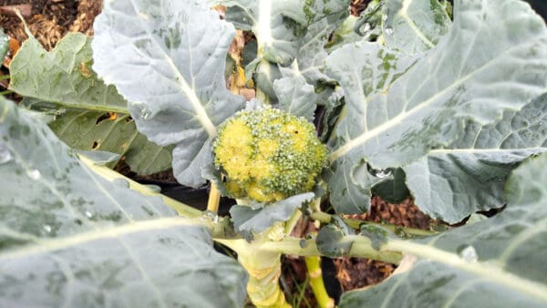 11 Broccoli Plant Problems That Can Ruin Your Harvest