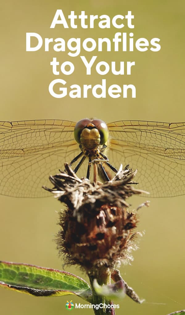 How to Attract Dragonflies to Your Garden for Pest Control