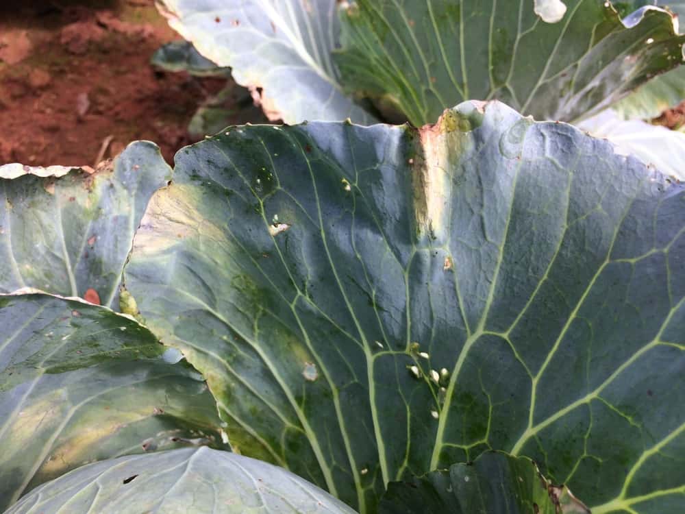 How to Deal With Dreaded Black Rot in Your Garden (Xanthomonas ...