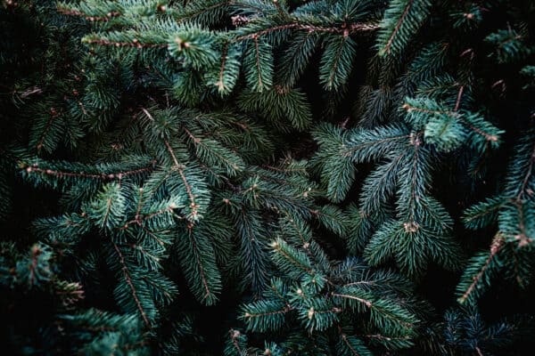 40 Common Plants You Can Forage to Dye Yarn