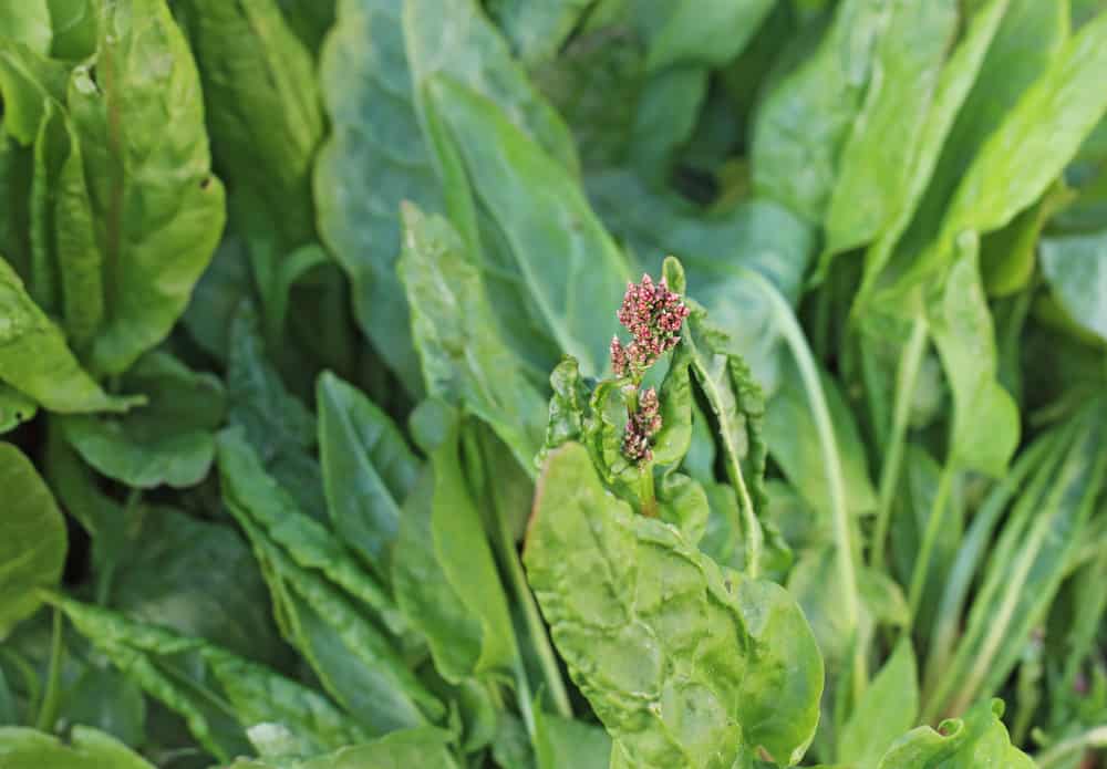Sorrel Rolnik The Complete Guide to Planting and Growing Sorrel