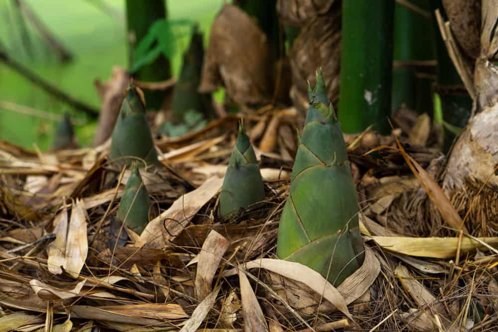 How to Plant, Grow and Care For Bamboo In Your Garden