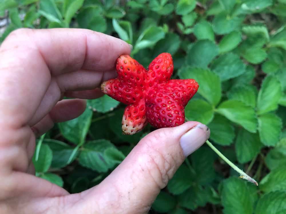 Understanding Plant Fasciation and How to Deal With It