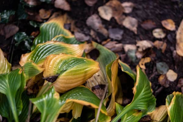 13 Common Hosta Pests and Diseases and What to do About Them