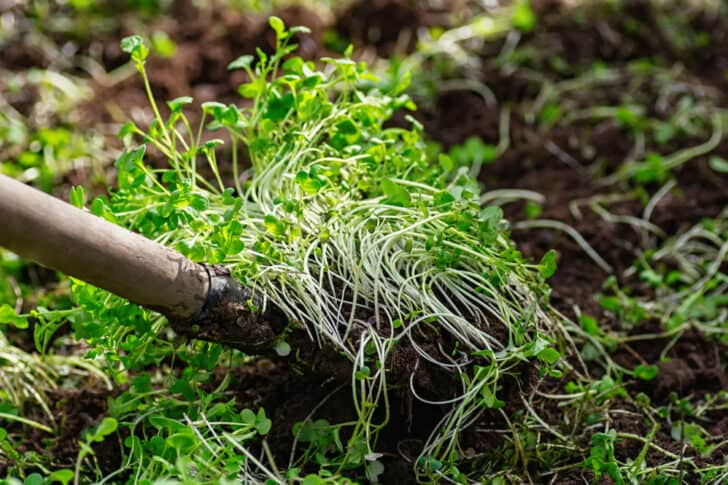 A Guide To Living Mulch and How To Use It