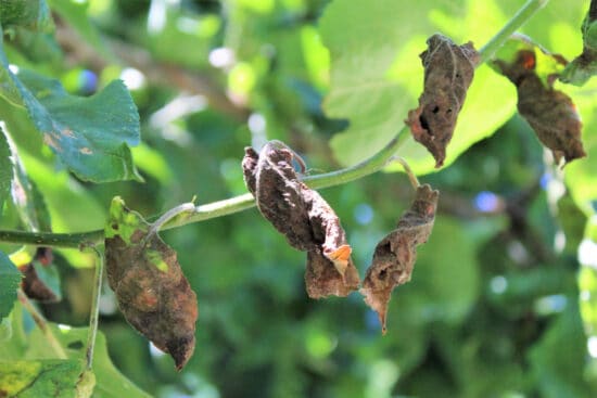 12 Common Problems When Growing Apples and What to Do About Them