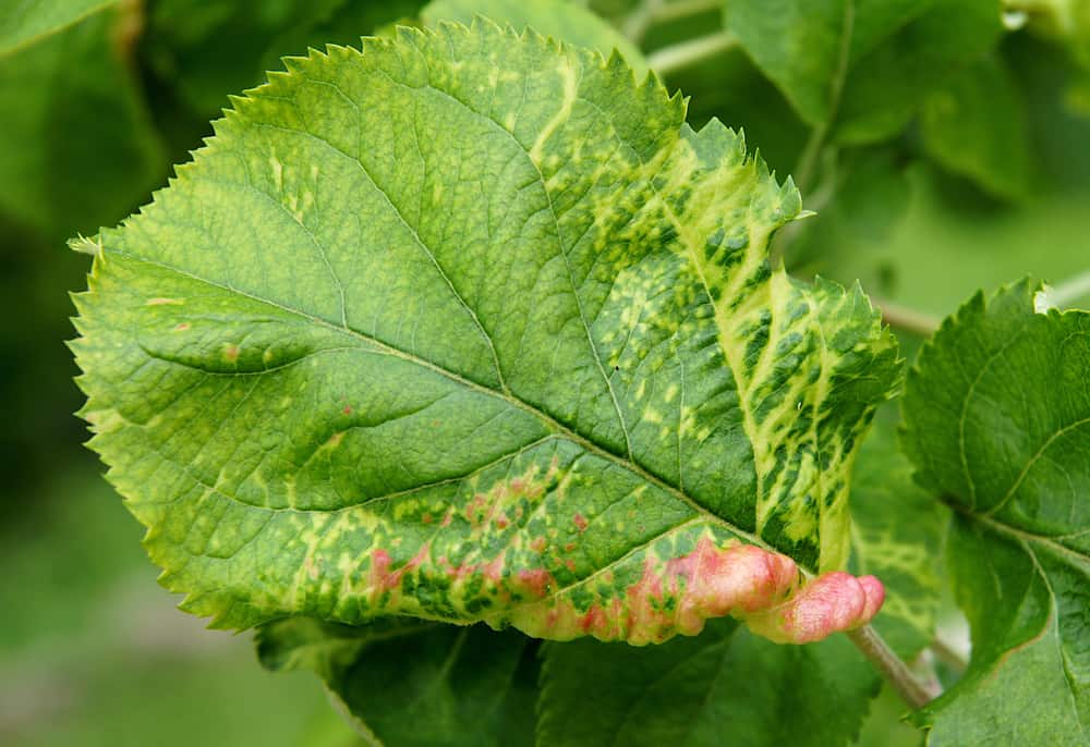 12 Common Problems When Growing Apples and What to Do About Them