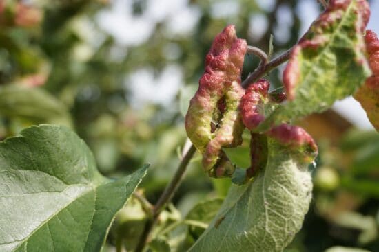 12 Common Problems When Growing Apples and What to Do About Them