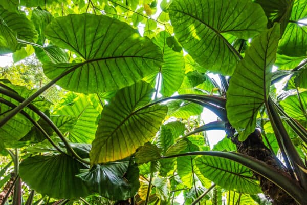 15 Cold Hardy Tropical and Tropical-Looking Plants