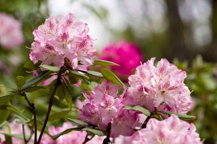 Infants Rhododendron How to Plant, Grow and Care For Rhododendrons