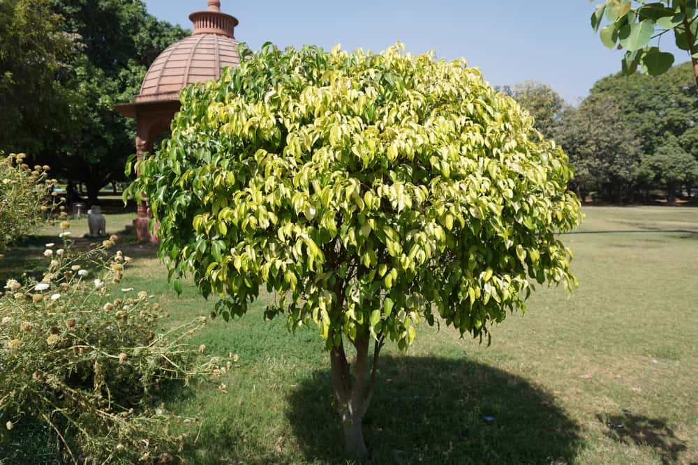 15 Plants and Trees With Invasive Roots